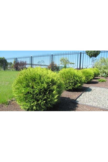 Туя західна Брабант ТОПІАР КУЛЯ